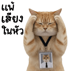 Meaw Som Top Cat Office