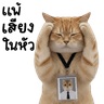 Meaw Som Top Cat Office